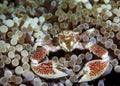 Porcelain crab