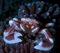 Porcelain Crab Royalty Free Stock Photo