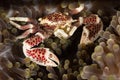 Porcelain crab in an anemone Royalty Free Stock Photo