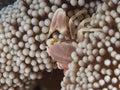 Porcelain Crab on Anemone