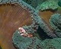 Porcelain crab on anemone Royalty Free Stock Photo