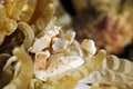 Porcelain Crab in Anemone