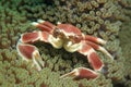 Porcelain Crab in Anemone