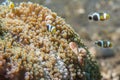 Porcelain crab and clown fish Royalty Free Stock Photo