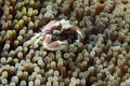 Porcelain crab and clown fish inside anemone Royalty Free Stock Photo