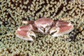 Porcelain crab and clown fish inside anemone Royalty Free Stock Photo