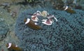 Porcelain Crab Cohabits with Clown Fishes in Sea Anemone off Padre Burgos, Leyte, Philippines Royalty Free Stock Photo