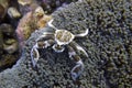 Porcelain Crab Cohabits in Sea Anemone off Padre Burgos, Leyte, Philippines Royalty Free Stock Photo