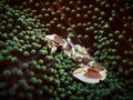 Porcelain crab in its anemone