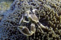 Porcelain Crab in luminescent Sea Anemone off Padre Burgos, Leyte, Philippines