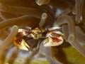 Porcelain Crab