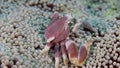 Porcelain crab macro