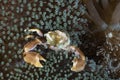 Porcelain crab Neopetrolishes oshimai