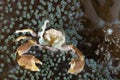 Porcelain crab Neopetrolishes oshimai