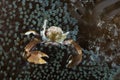 Porcelain crab Neopetrolishes oshimai