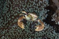 Porcelain crab Neopetrolishes oshimai