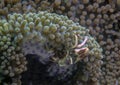 A Porcelain Crab Neopetrolisthes maculatus Royalty Free Stock Photo