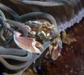 A Porcelain Crab Neopetrolisthes maculatus Royalty Free Stock Photo