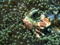 A Porcelain Crab Neopetrolisthes maculatus