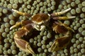 Porcelain crab Neopetrolisthes ohshimai in its symbiotic anemone. Malapascua, Philippines. Royalty Free Stock Photo