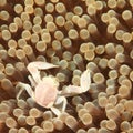 Porcelain crab