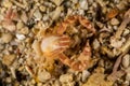 Porcelain crabs, Porcellanidae