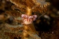 Porcelain crabs on a Sea Pen Royalty Free Stock Photo