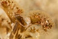 Porcelain crabs, Porcellanidae