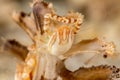 Porcelain crabs, Porcellanidae