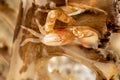 Porcelain crabs, Porcellanidae