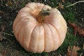 Porcelain doll pink pumpkin squash