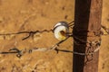 Porcelain Donut Insulator for electric fence wired onto a rusty metal post with an electric wire wrapped around it above barbed Royalty Free Stock Photo