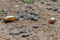 Porcelain Fiddler Crabs