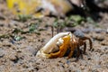 Porcelain Fiddler Crab