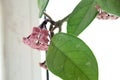 Porcelain flower buds clusters closeup. rare homeflower at the window