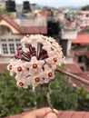 Porcelain flower, Honey plant, wax plant