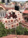 Porcelain flower, Honey plant, wax plant