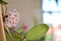 Plant Hoya Carnosa with pink little flowers in shape of stars Royalty Free Stock Photo
