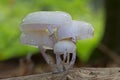 Porcelain Fungus growing on dead wood