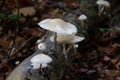 Porcelain fungus is native to Europe, and specific to beech wood, where it appears in autumn on dead tree like trunks and fallen b Royalty Free Stock Photo