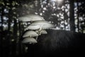 Beautiful Porcelain fungus seen from below Royalty Free Stock Photo