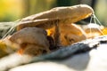 Dried old mushrooms in a state of decay with white threads Royalty Free Stock Photo