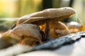 Dried old mushrooms in a state of decay with white threads Royalty Free Stock Photo