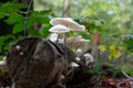 Porcelain Mushroom slimy wood-rot fungus and is strongly tied to rotting beech, where it grows in clusters Royalty Free Stock Photo