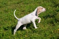 Porcelaine Hound in the spring garden Royalty Free Stock Photo