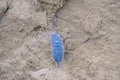 Porcellio bug