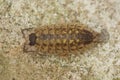 Porcellio spinicornis bug with protective scales, walking on the hot ground in a desert