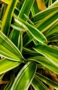 Porch greenies sitting in the sun Royalty Free Stock Photo