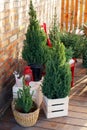 Porch home in Christmas trees and decorative Xmas plants in basket. Live christmas tree: fir, pine, spruce in pots. Yard house de