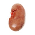 Porcine kidney raw